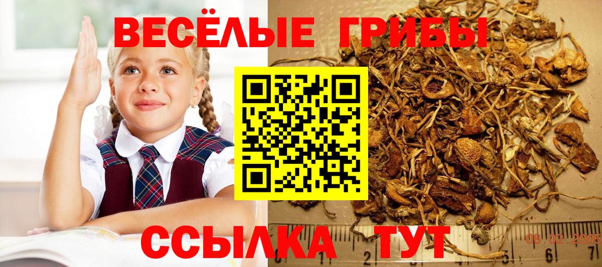 Псилоцибиновые грибы ЛСД Елабуга