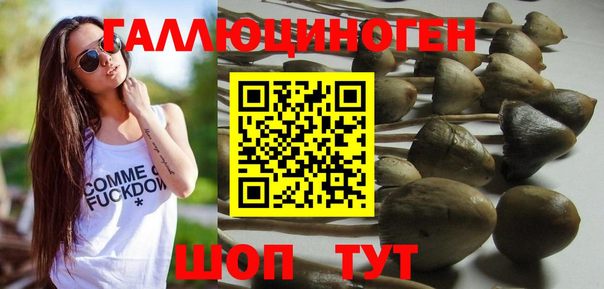 Галлюциногенные грибы Psilocybe  Вход с VPN  Елабуга  Галлюциногенные грибы мицелий 